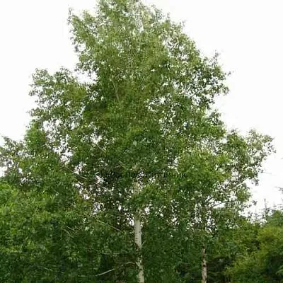 Береза бородавчатая в Иркутске