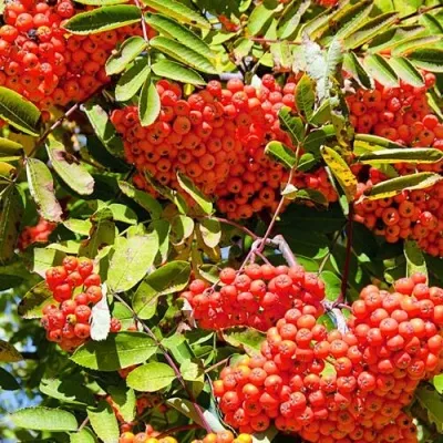 Рябина СОРБИНКА сладкоплодная — описание сорта Рябина СОРБИНКА сладкоплодная в Иркутске