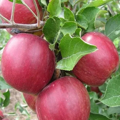 Яблони Московское Ожерелье колонновидная в Иркутске