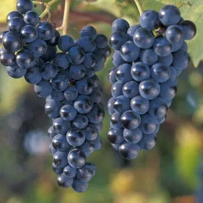 Виноград МАРКЕТТ в Иркутске