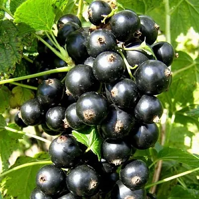 Смородина черная ГАРМОНИЯ  Смородина черная ГАРМОНИЯ в Иркутске