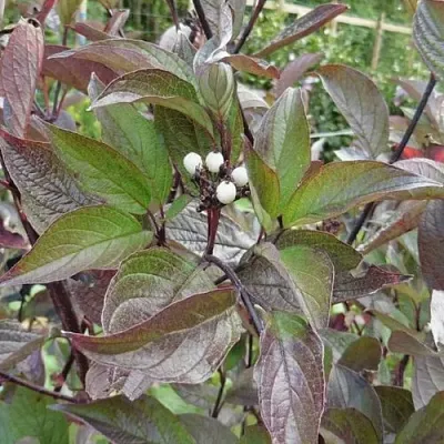 Дерен КЕССЕЛЬРИНГИ  Дерен КЕССЕЛЬРИНГИ в Иркутске