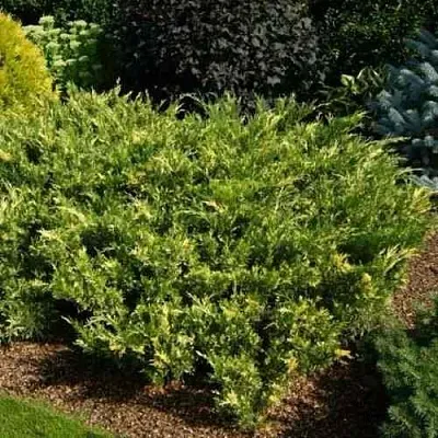 Можжевельник ВАРИЕГАТА казацкий в Иркутске