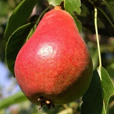 Груша НАРЯДНАЯ ЕФИМОВА в Иркутске