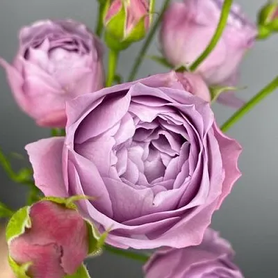 Саженцы роз ЛАВЕНДЕР БАБЛС спрей  Саженцы роз ЛАВЕНДЕР БАБЛС спрей в Иркутске