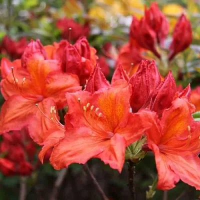 Азалия ЛИЛИНШТЕЙН японская  Азалия ЛИЛИНШТЕЙН японская в Иркутске