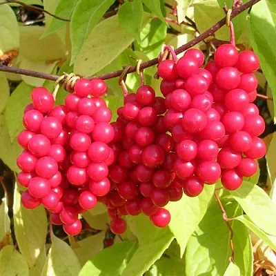 Лимонник в Иркутске