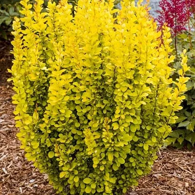 Барбарис ГОЛДЕН ТОРЧ тунберга в Иркутске