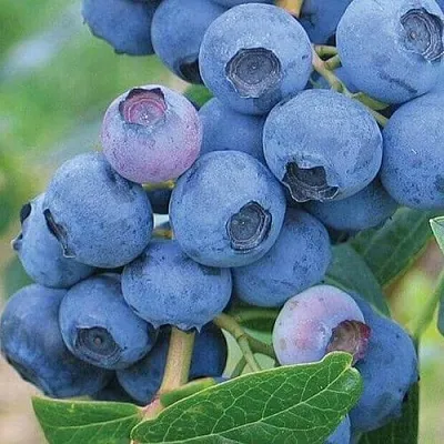 Голубика ЭРЛИБЛЮ  Голубика ЭРЛИБЛЮ в Иркутске