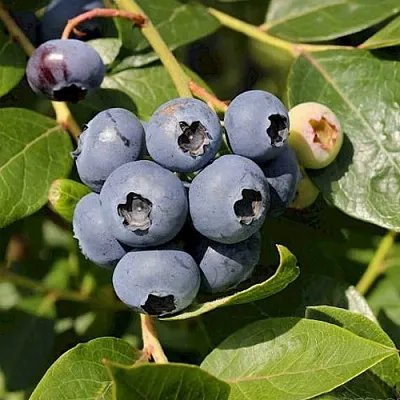 Голубика ШАНТЕКЛЕР  Голубика ШАНТЕКЛЕР в Иркутске