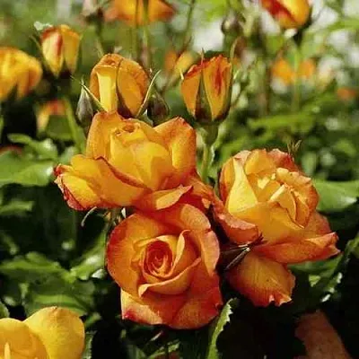 Саженцы роз САХАРА плетистая  Саженцы роз САХАРА плетистая в Иркутске