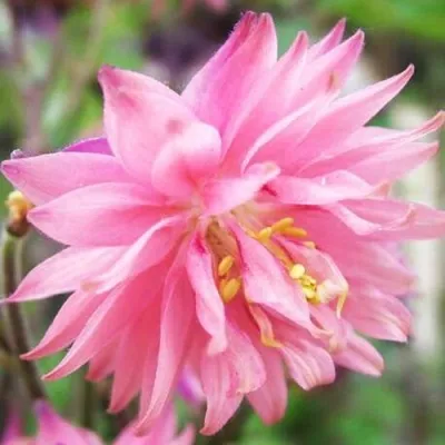 Аквилегия БАРЛОУ ПИНК гибрид МакКаны — описание сорта Аквилегия БАРЛОУ ПИНК гибрид МакКаны в Иркутске