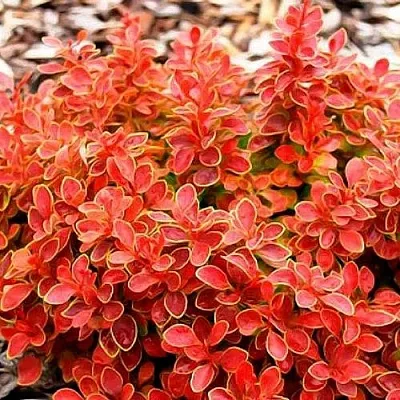 Барбарис КОРАЛ тунберга в Иркутске