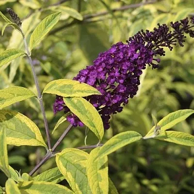 Буддлея давида САНТАНА   Буддлея давида САНТАНА  в Иркутске