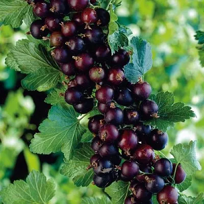 Йошта в Иркутске