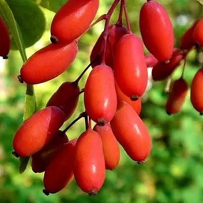 Кизил в Иркутске