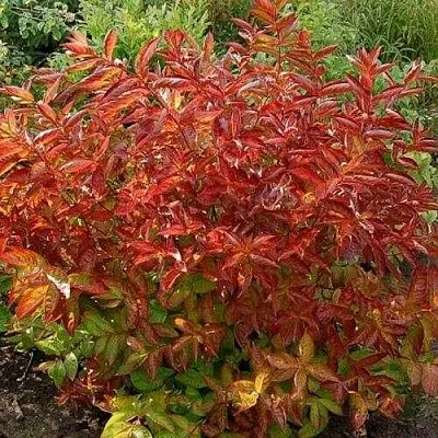 Вейгела ОГНЕННЫЕ КРЫЛЬЯ  Вейгела ОГНЕННЫЕ КРЫЛЬЯ в Иркутске