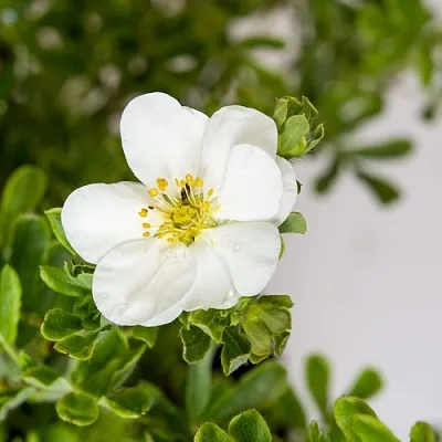 Лапчатка СНОУБЕРД кустарниковая  Лапчатка СНОУБЕРД кустарниковая в Иркутске