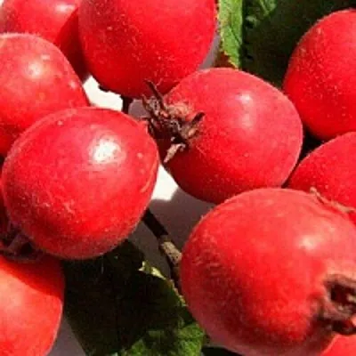 Боярышник КРУПНОПЛОДНЫЙ  Боярышник КРУПНОПЛОДНЫЙ в Иркутске