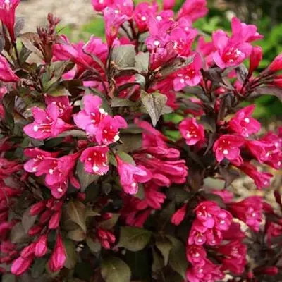 Вейгела БЛЭК РУБИ  Вейгела БЛЭК РУБИ в Иркутске