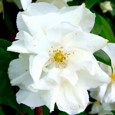 Жасмин РОЗАЦЕ  Жасмин РОЗАЦЕ в Иркутске