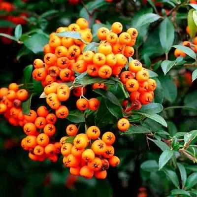 Пираканта ОРАНЖ ГЛОУ  Пираканта ОРАНЖ ГЛОУ в Иркутске