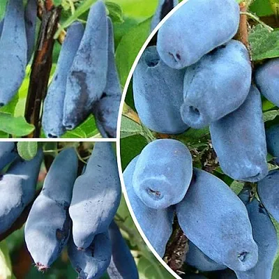 Комплект СИЯНИЕ ГЛАЗ в Иркутске