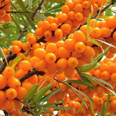 Облепиха в Иркутске