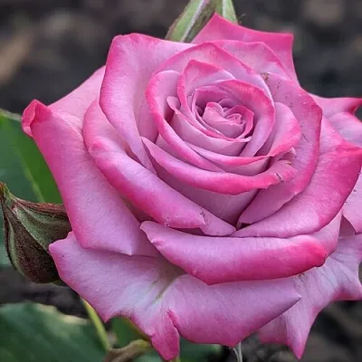 Саженцы роз ОКЕАН МИКАДО спрей в Иркутске