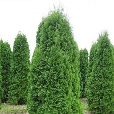 Туя КОЛУМНА западная в Иркутске