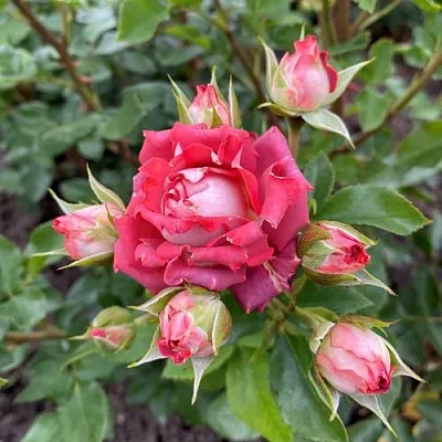 Саженцы роз ТИРАМИСУ спрей в Иркутске