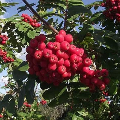 Рябина МОРАВСКАЯ сладкоплодная  Рябина МОРАВСКАЯ сладкоплодная в Иркутске