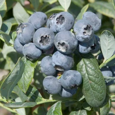 Голубика БРИГИТТА — описание сорта Голубика БРИГИТТА в Иркутске