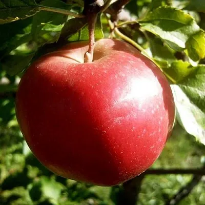 Яблоня НАСТЕНЬКА  Яблоня НАСТЕНЬКА в Иркутске