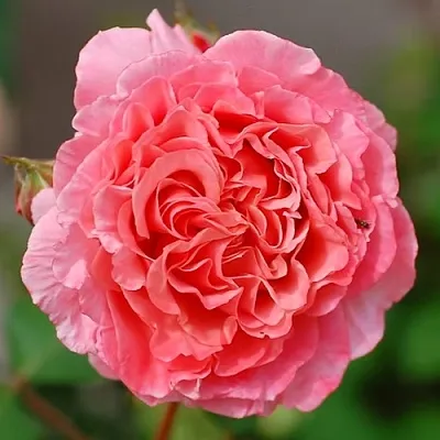 Саженцы роз ЛОРАН КАБРОЛЬ шраб  Саженцы роз ЛОРАН КАБРОЛЬ шраб в Иркутске