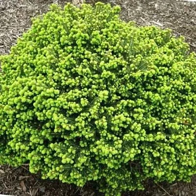 Ель ЛИТЛ ДЖЕМ обыкновенная  Ель ЛИТЛ ДЖЕМ обыкновенная в Иркутске