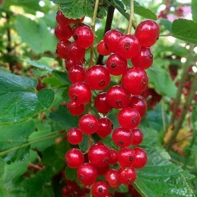 Смородина красная КОНСТАНТИНОВСКАЯ  Смородина красная КОНСТАНТИНОВСКАЯ в Иркутске