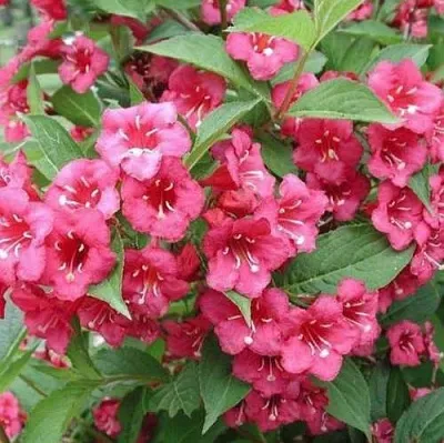 Вейгела БРИСТОЛЬ РУБИ  Вейгела БРИСТОЛЬ РУБИ в Иркутске