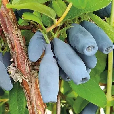 Жимолость съедобная ВОСТОРГ  Жимолость съедобная ВОСТОРГ в Иркутске