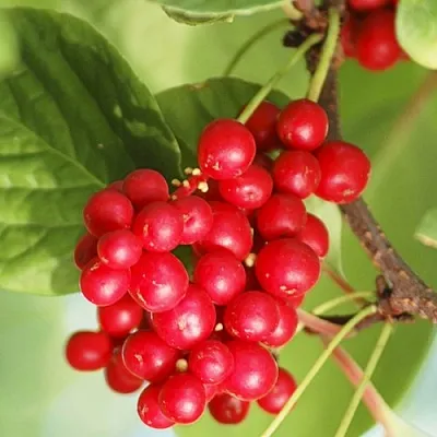 Лимонник ДЕДОВСКИЙ  Лимонник ДЕДОВСКИЙ в Иркутске