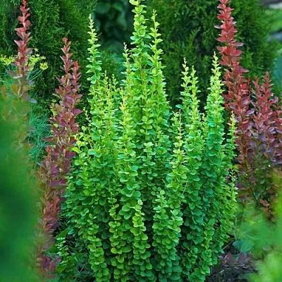 Барбарис ЭРЕКТА тунберга в Иркутске