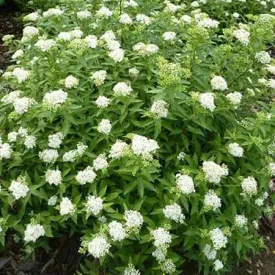 Спирея АЛЬБИФЛОРА японская  Спирея АЛЬБИФЛОРА японская в Иркутске