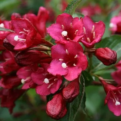 Вейгела ЕВА РАТКЕ  Вейгела ЕВА РАТКЕ в Иркутске