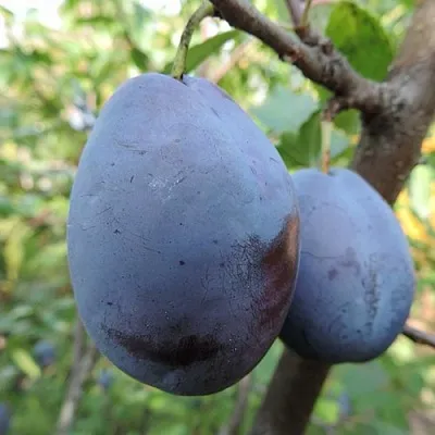 Слива АМЕРС  Слива АМЕРС в Иркутске