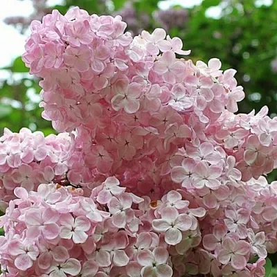 Сирень ВЕЧЕРНИЙ ЗВОН в Иркутске