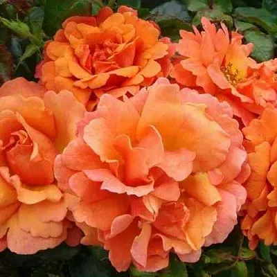 Саженцы роз БРИДЖ ОФ САЙЗ плетистая  Саженцы роз БРИДЖ ОФ САЙЗ плетистая в Иркутске