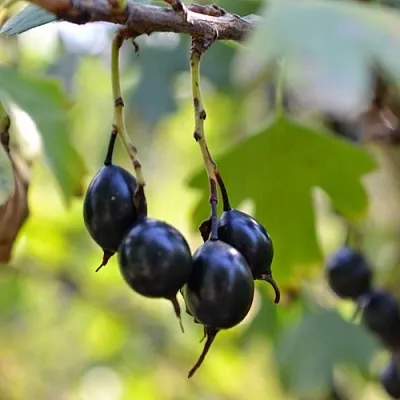 Смородина золотистая ДУСТЛИК  Смородина золотистая ДУСТЛИК в Иркутске