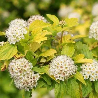 Пузыреплодник АНГЕЛ ГОЛД  Пузыреплодник АНГЕЛ ГОЛД в Иркутске