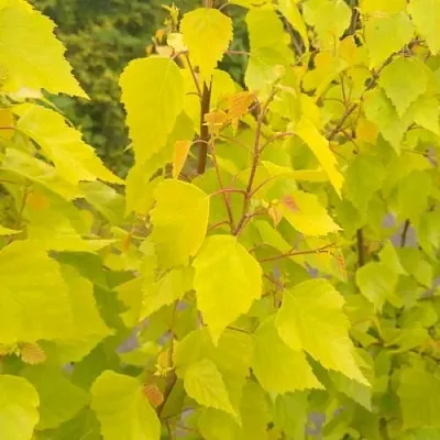 Берёза ГОЛДЕН ОБЕЛИСК повислая  в Иркутске