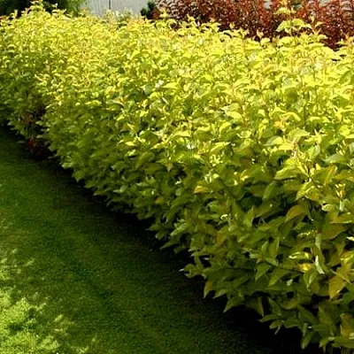 Комплект ДАРТС ГОЛД в Иркутске